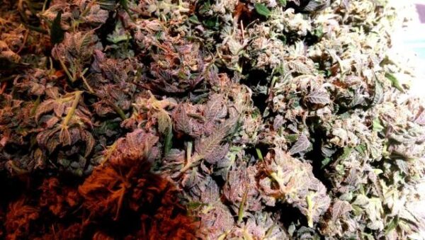 Banana Bread Feminised Seeds - 6 - Image 2