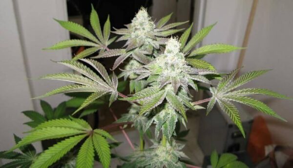 78 Feminised Seeds (Gold Collection) - 6