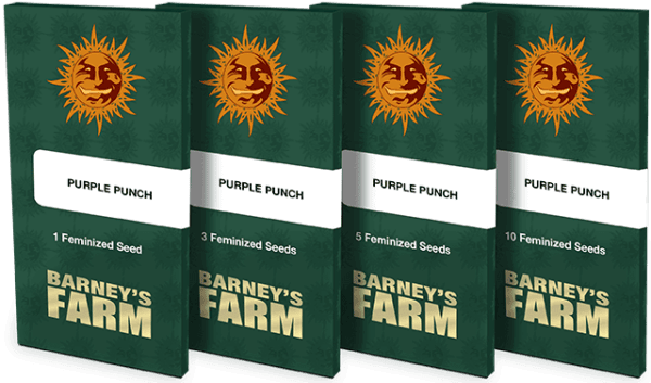 Purple Punch Feminised Seeds