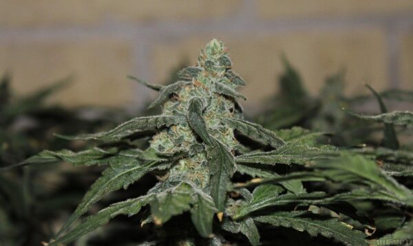 Grapefruit Krush Feminised Seeds - Image 2