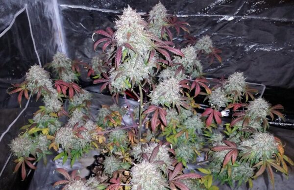 Tyrone Special Auto Feminised Seeds - Image 2