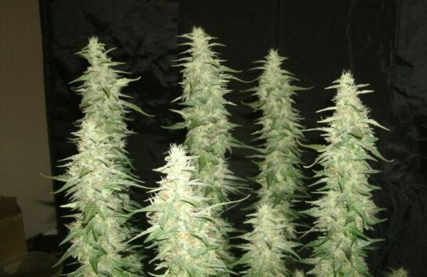 Cotton Candy Cane Feminised Seeds - Image 2