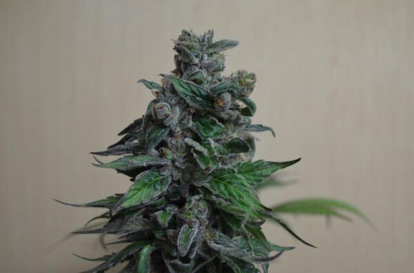 Moscow Bluberry Feminised Seeds
