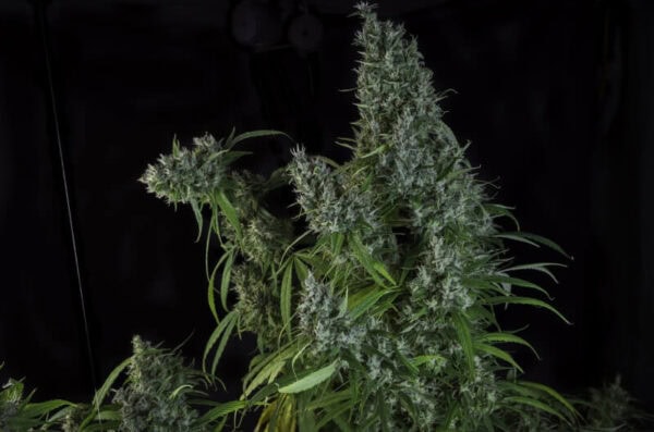 Karel's Herer Haze Regular Cannabis Seeds by Super Sativa Seed Club