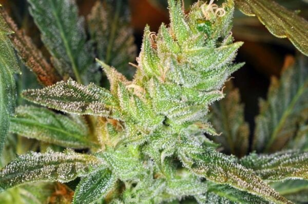 Nitro Express Feminised Seeds - Image 2