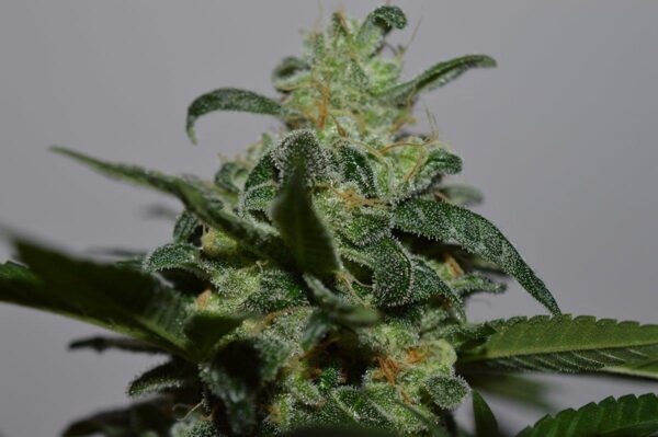 Grapefruit Feminised Seeds - Lineage