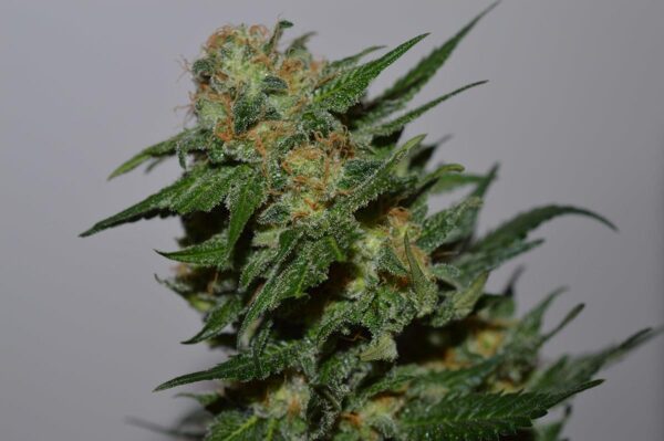 Green Cush Feminised Seeds - Image 2