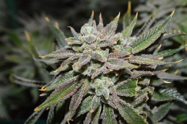 Nomad Regular Seeds