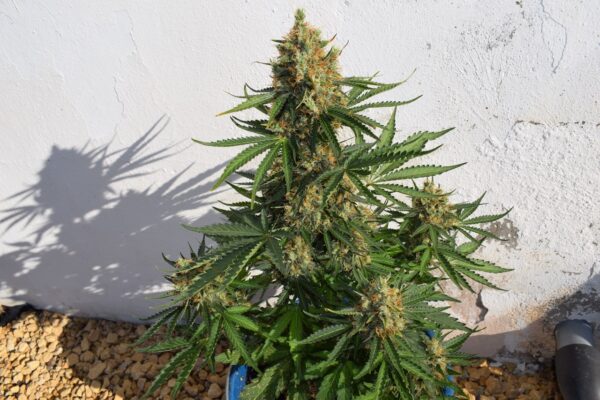 Lemon Haze Auto Feminised Cannabis Seeds by Expert Seeds