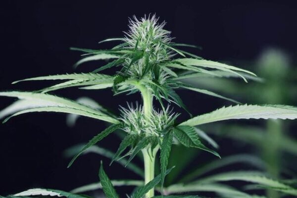 Doctor Seedsman CBD 30:1 Feminised Seeds