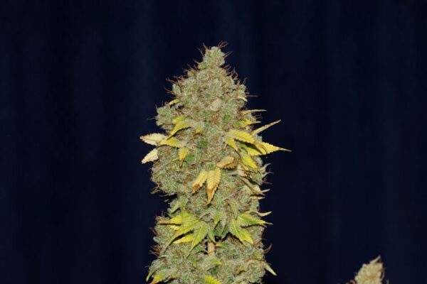 Jack Herer Feminised cannabis Seeds by Seedsman