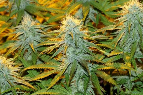 Peyote WiFi Feminised Cannabis Seeds by Seedsman