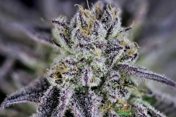 Peyote WiFi Feminised by Seedsman