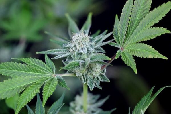 Peyote WiFi Feminised by Seedsman