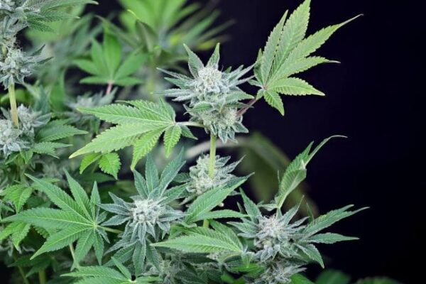 Peyote WiFi Feminised by Seedsman