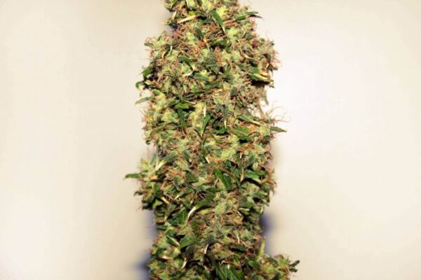 Original Afghani #1 Regular Cannabis Seeds by Seedsman