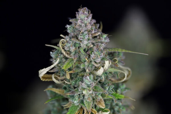 Zkittlez Auto Feminised Seeds