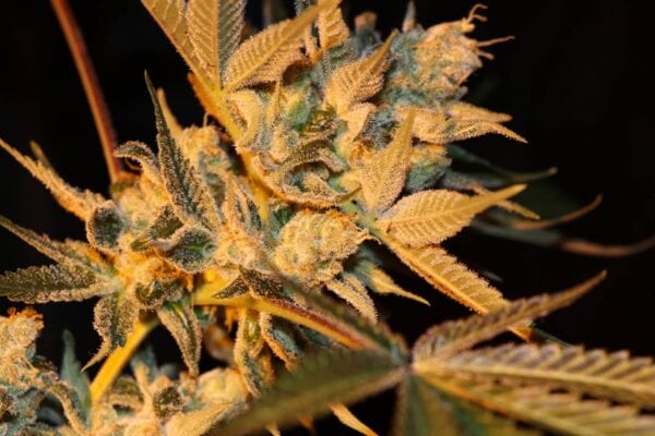 Cherry Lemonade Regular Seeds - 5 - Image 2