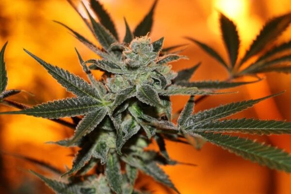 Cherry Lemonade Regular Seeds - 5