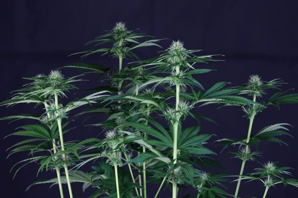 Doctor Seedsman CBD 30:1 Feminised Seeds - Image 3