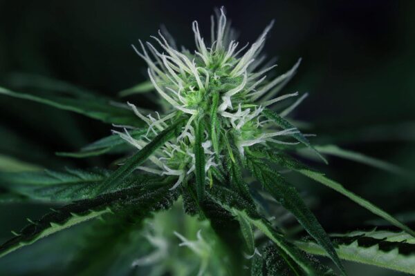 Doctor Seedsman CBD 30:1 Feminised Seeds - Image 2