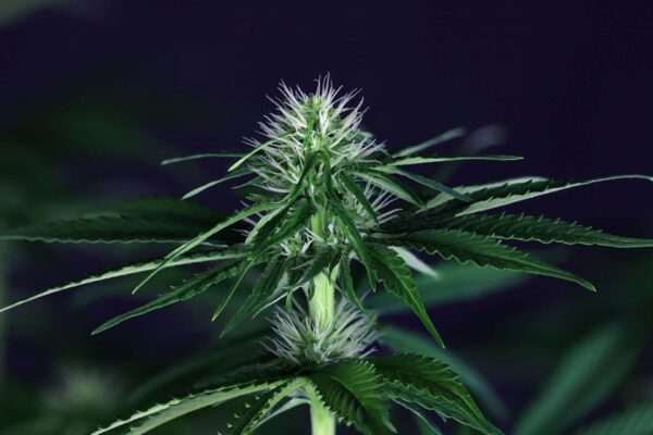 Doctor Seedsman CBD 30:1 Feminised Cannabis Seeds by Seedsman