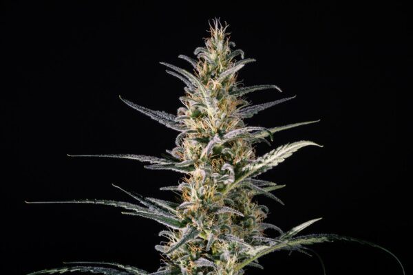 Candida (CD - 1) Feminised Seeds - Image 2