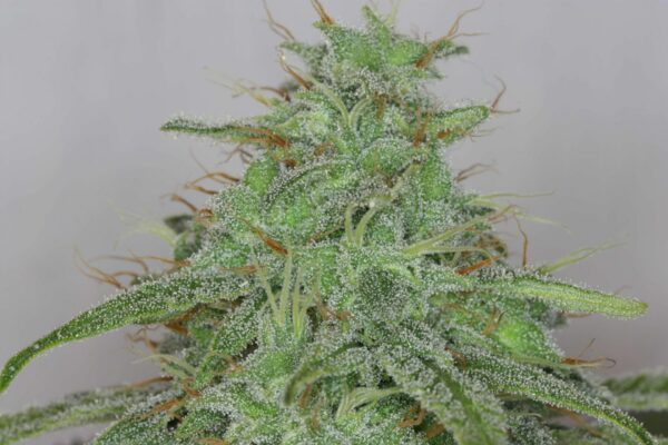 Candy Fruit Auto Feminised Seeds