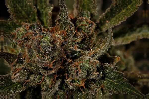 Cheese Feminised Seeds - Image 2