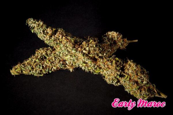 Early Maroc Feminised Seeds - Image 2