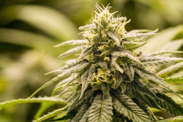 G13 Genius Feminised Seeds - 8