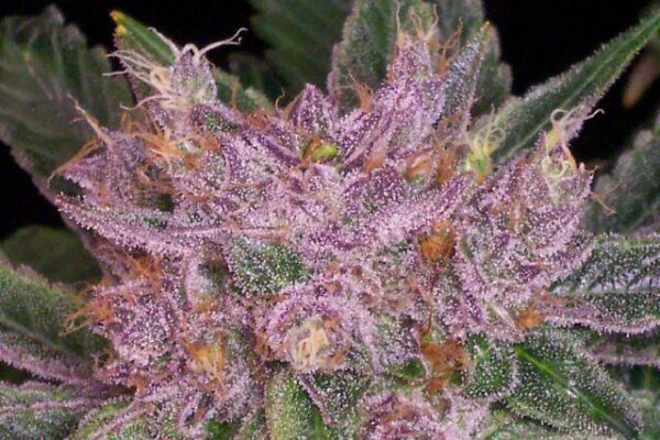 Grape Krush - 10 Regular Seeds - Image 2