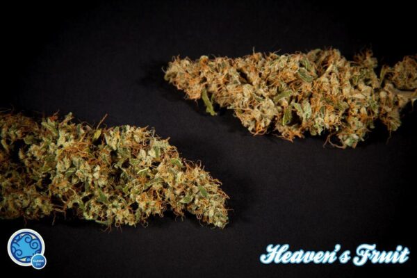 Heaven's Fruit Feminised Seeds - Image 2