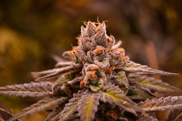 Hubba Bubba Regular Seeds