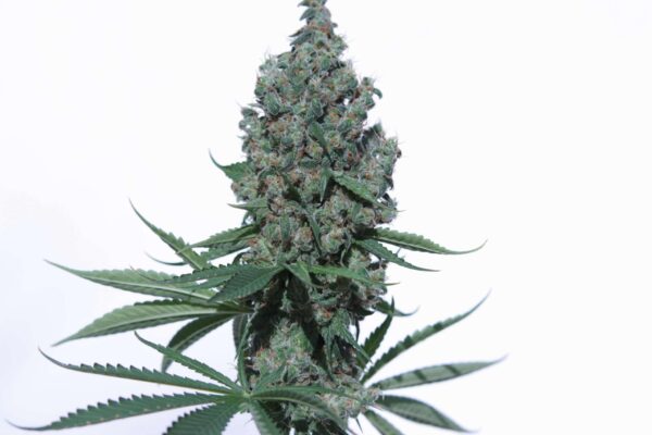 K8 Feminised Seeds