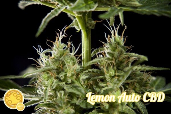 Lemon CBD Auto Feminised Seeds - Image 2