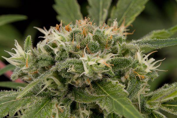 Original Strawberry Cough Feminised Seeds