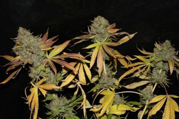 Rainbow Jones Haze Feminised Seeds - 5