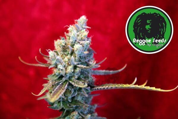 Revolution Regular Seeds