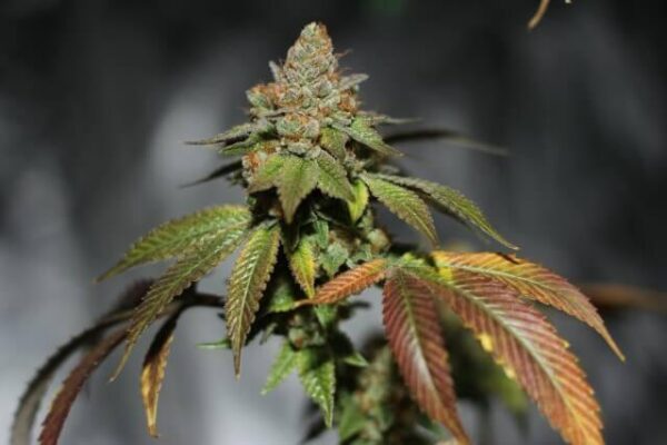 Skullcap Regular Seeds - 12
