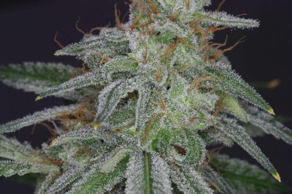 Star Feminised Seeds