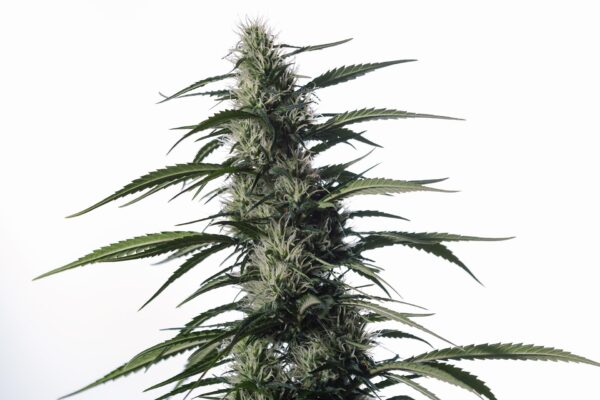 Txaki (TX - 1) Feminised Seeds