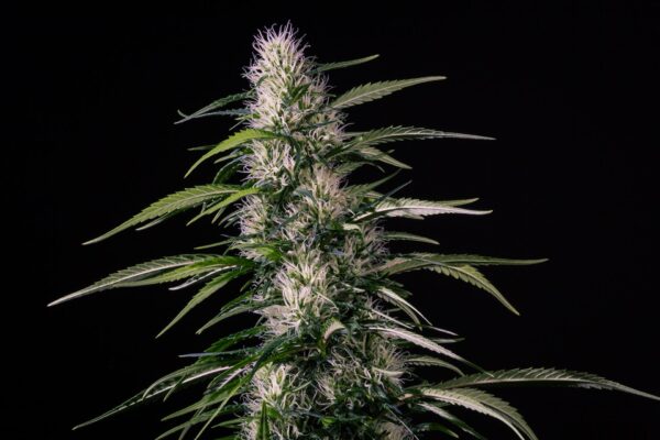 Txaki (TX - 1) Feminised Seeds - Image 2