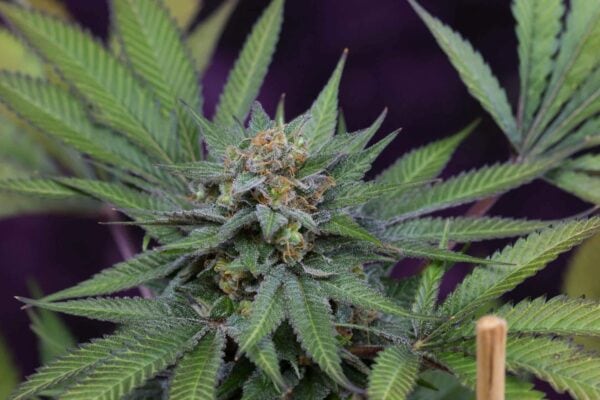 UVA Regular Seeds by Subcool Seeds/TGA Genetics
