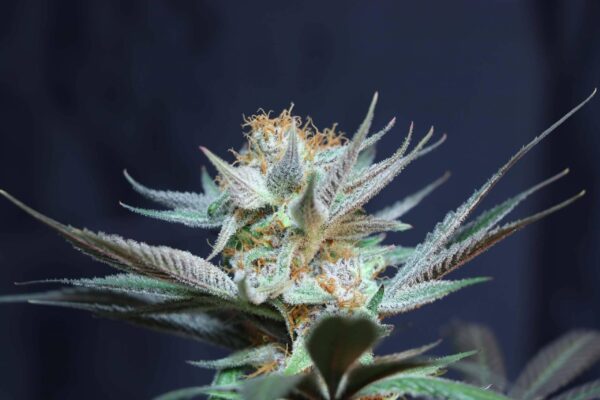Vanilla Tart Regular Seeds