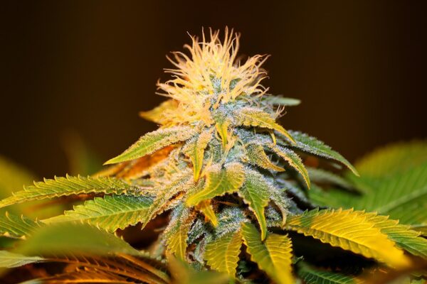 Bubba Kush Feminised Marijuana seeds