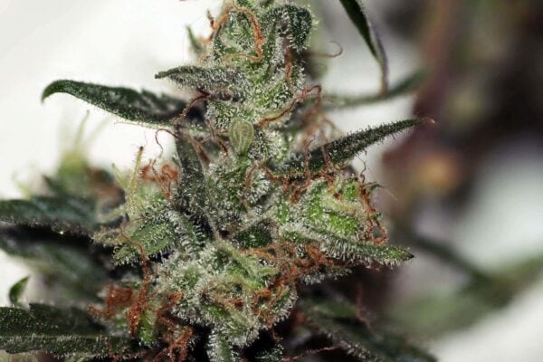 Jungle Wreck Regular Bulk Cannabis Seeds