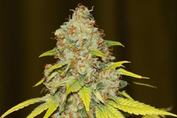 Original Skunk #1 Feminised Seeds FAST - BULK X 100 - Image 2