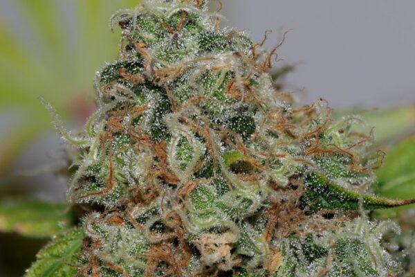 Power Africa x MK Ultra Feminised Seeds FAST - BULK x 100