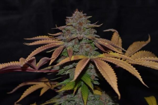 Cherry Razz Regular Seeds - 12 - Image 2